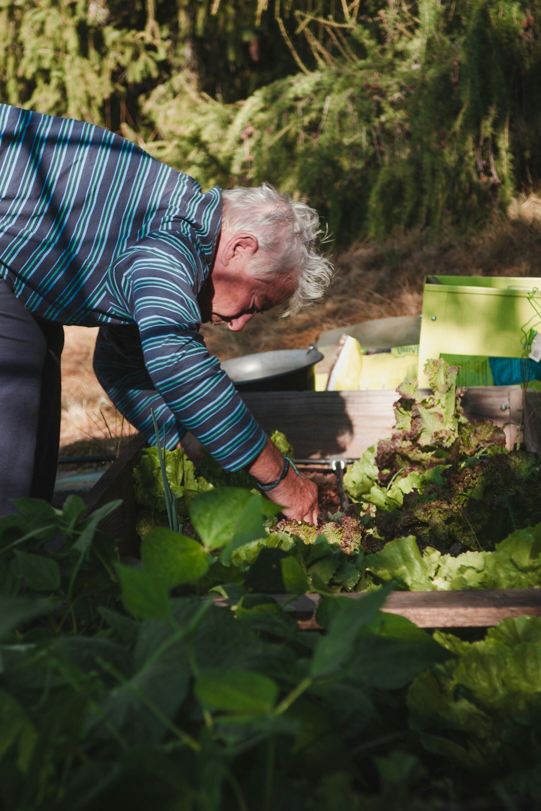 seniors doing gardening